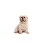 Heartland Pets Malti-Chon