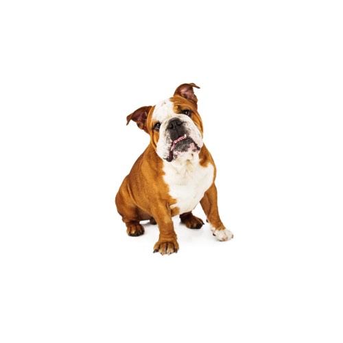 English Bulldog Puppies Heartland Pets English Bulldog Puppies Heartland Pets