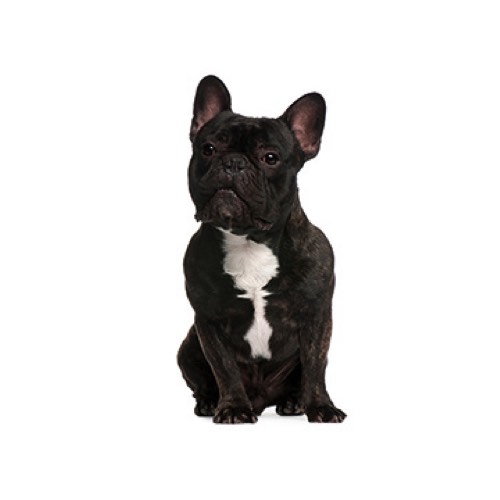 French Bulldog Puppies Heartland Pets French Bulldog Puppies Heartland Pets