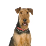 Heartland Pets Airedale Terrier