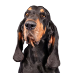 Heartland Pets Black and Tan Coonhound