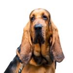 Heartland Pets Bloodhound