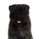 Heartland Pets Bouvier des Flandres