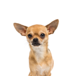 Heartland Pets Chihuahua