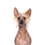 Heartland Pets Chinese Crested