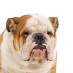 Heartland Pets English Bulldog