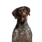 Heartland Pets German Shorthaired Pointer