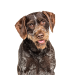Heartland Pets German Wirehaired Pointer