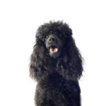 Heartland Pets Miniature Poodle