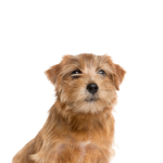 Heartland Pets Norfolk Terrier