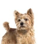 Heartland Pets Norwich Terrier