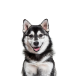 Heartland Pets Pomsky