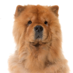 Heartland Pets Chow Chow