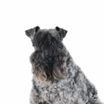 Heartland Pets Kerry Blue Terrier